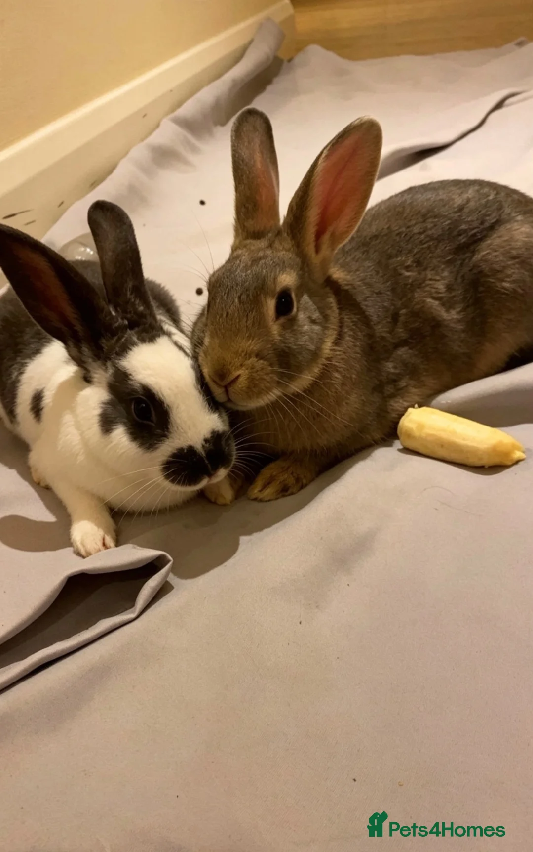 Mixed Breed rabbits for sale: Oreo and bunbun  in Stoke-on-Trent - Advert 1