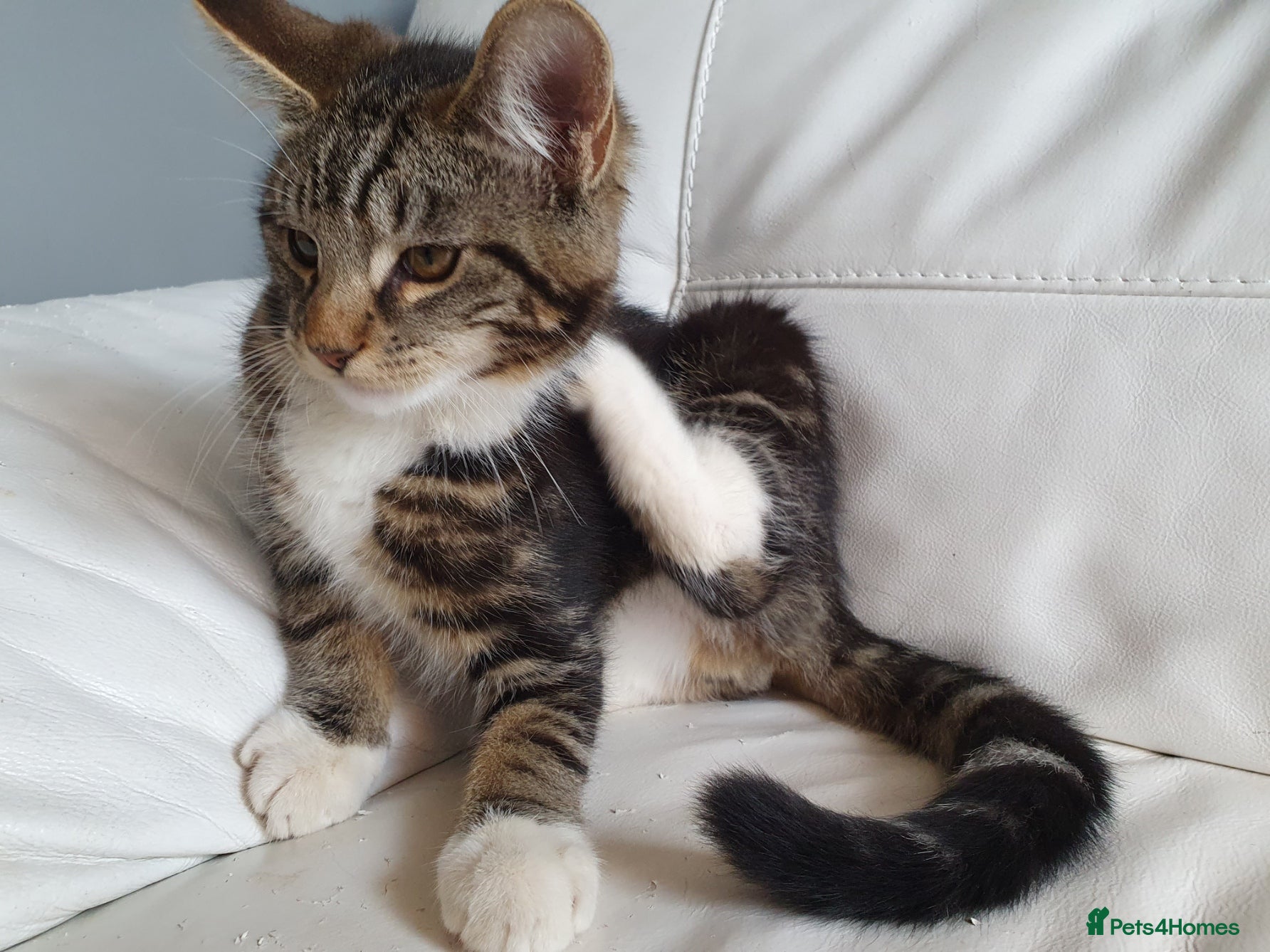 Maine Coon cats 2 Maine Coon Cross kittens for sale - Advert 1
