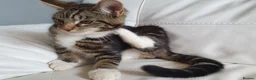 Maine Coon cats for sale: 2 Maine Coon Cross kittens for sale - Advert 21