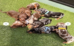 Dachshund dogs for sale: Miniature Dachshund Puppies  - Image 6