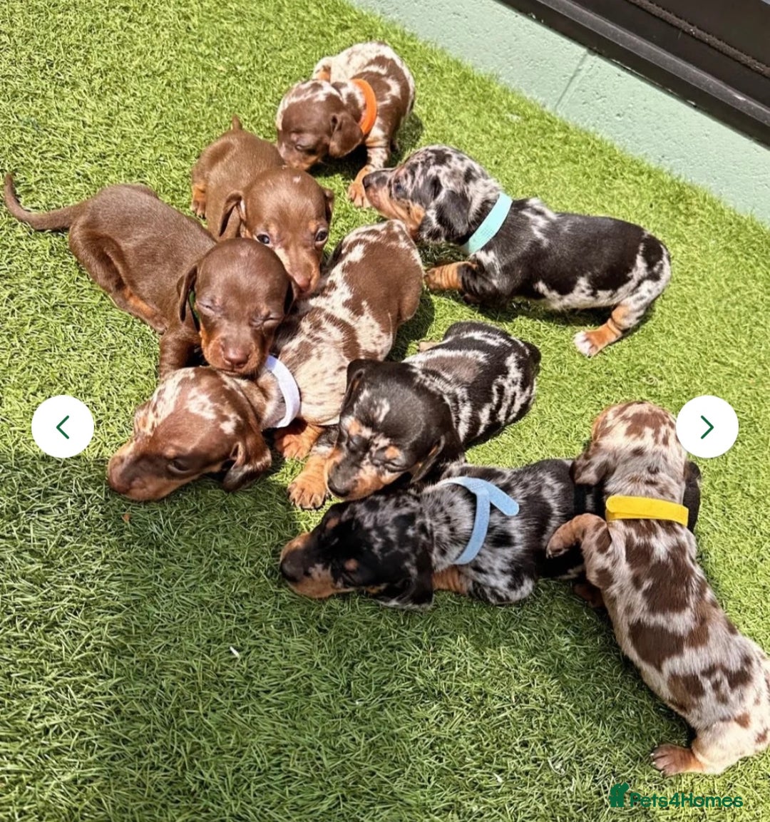 Dachshund dogs for sale: Miniature Dachshund Puppies  - Image 6