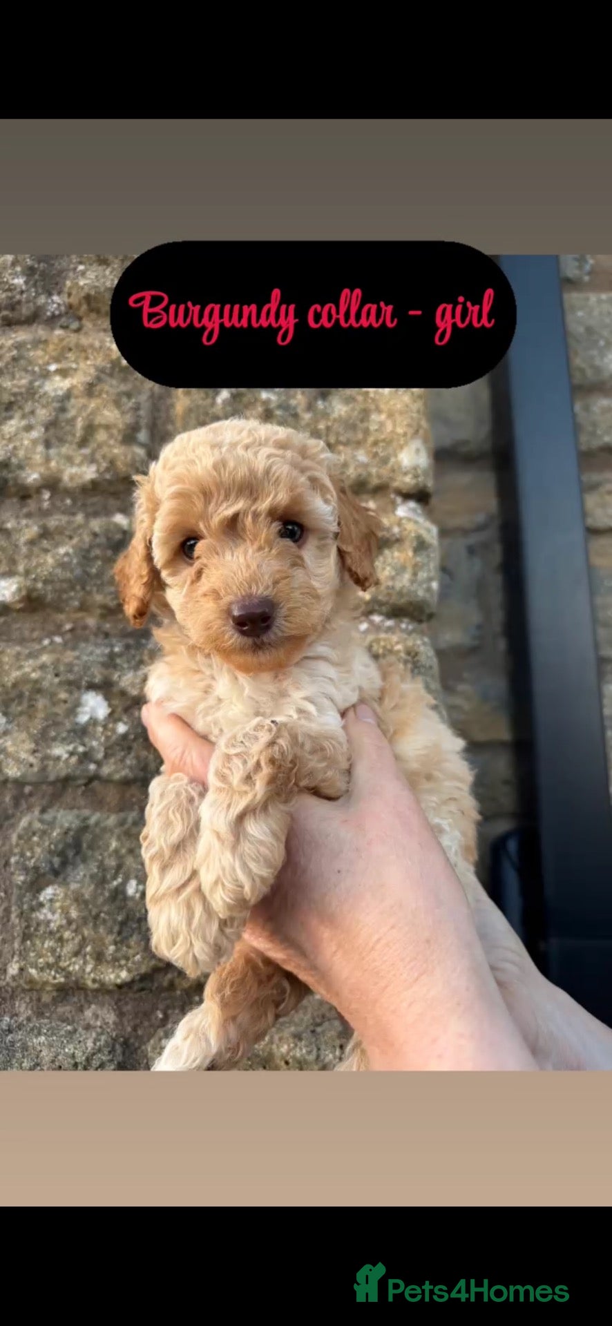 Mixed Breed dogs 🩷READY NOW! LAST Miniature/toy poodle🩷 - Advert 11