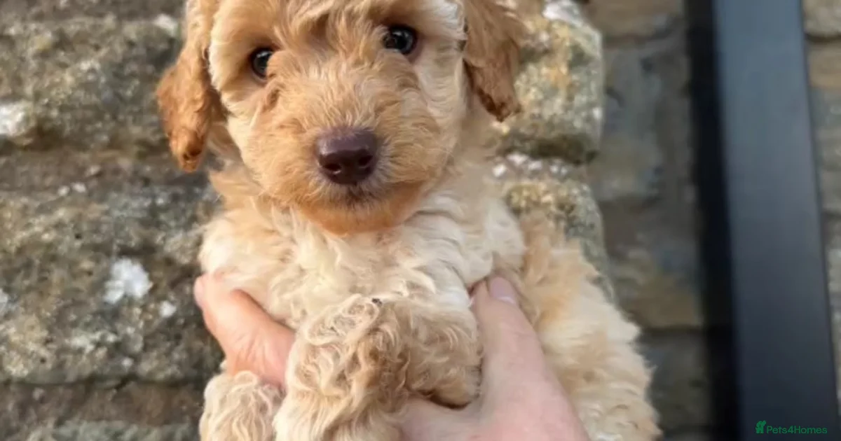 Podle Mini LAST Miniature/toy poodle, READY NOW🩷 for sale in Builth Wells | Pets4Homes