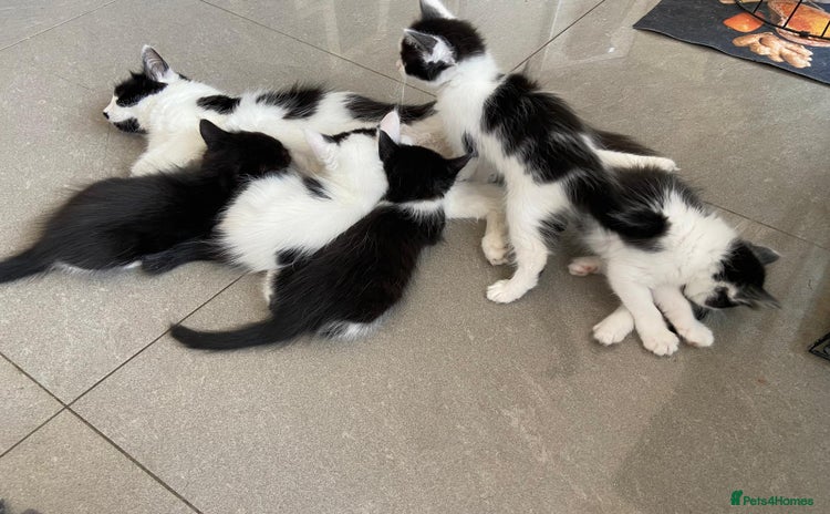 Mixed Breed cats - Advert 11