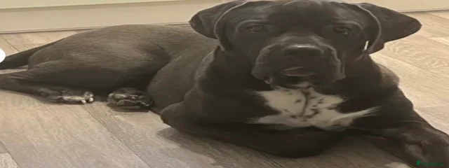 Bruce