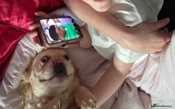 Mixed Breed dogs for sale: Fluffy frenchie approx 2years old.  - Image 2