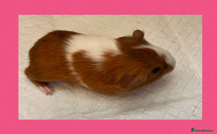 Guinea Pig rodents - Advert 2