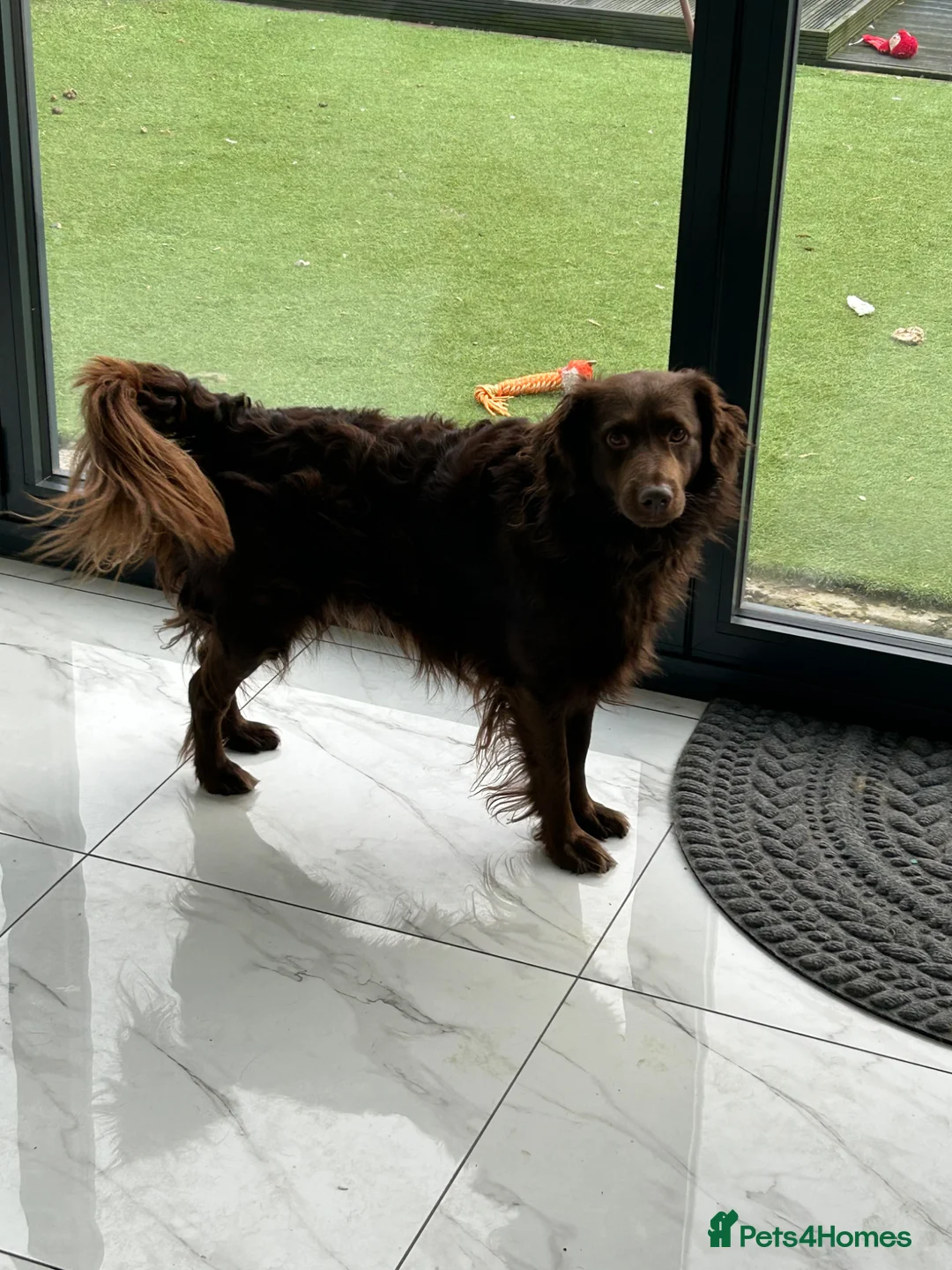 Cockapoo dogs for sale: Coco. - Advert 2