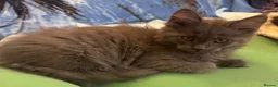 Maine Coon cats for sale: Large female Maine Coon kittens  - Advert 13