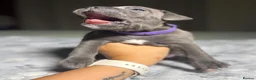 Staffordshire Bull Terrier dogs for sale: Stunning KC reg Staffordshire Bull Terrier - Advert 11