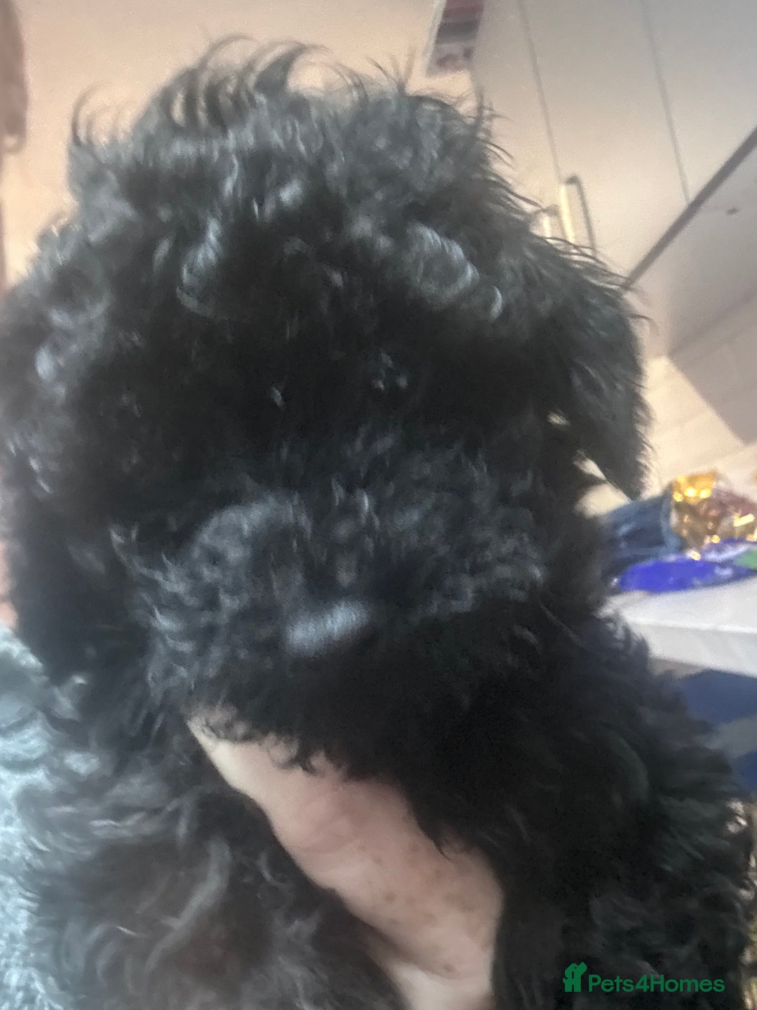 Yorkiepoo dogs for sale: 1 beautiful yorkiepoo ready to leave 🥰🥰 - Image 30
