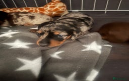 Miniature Dachshund dogs for sale: Venus is a mama to 5! - Image 6