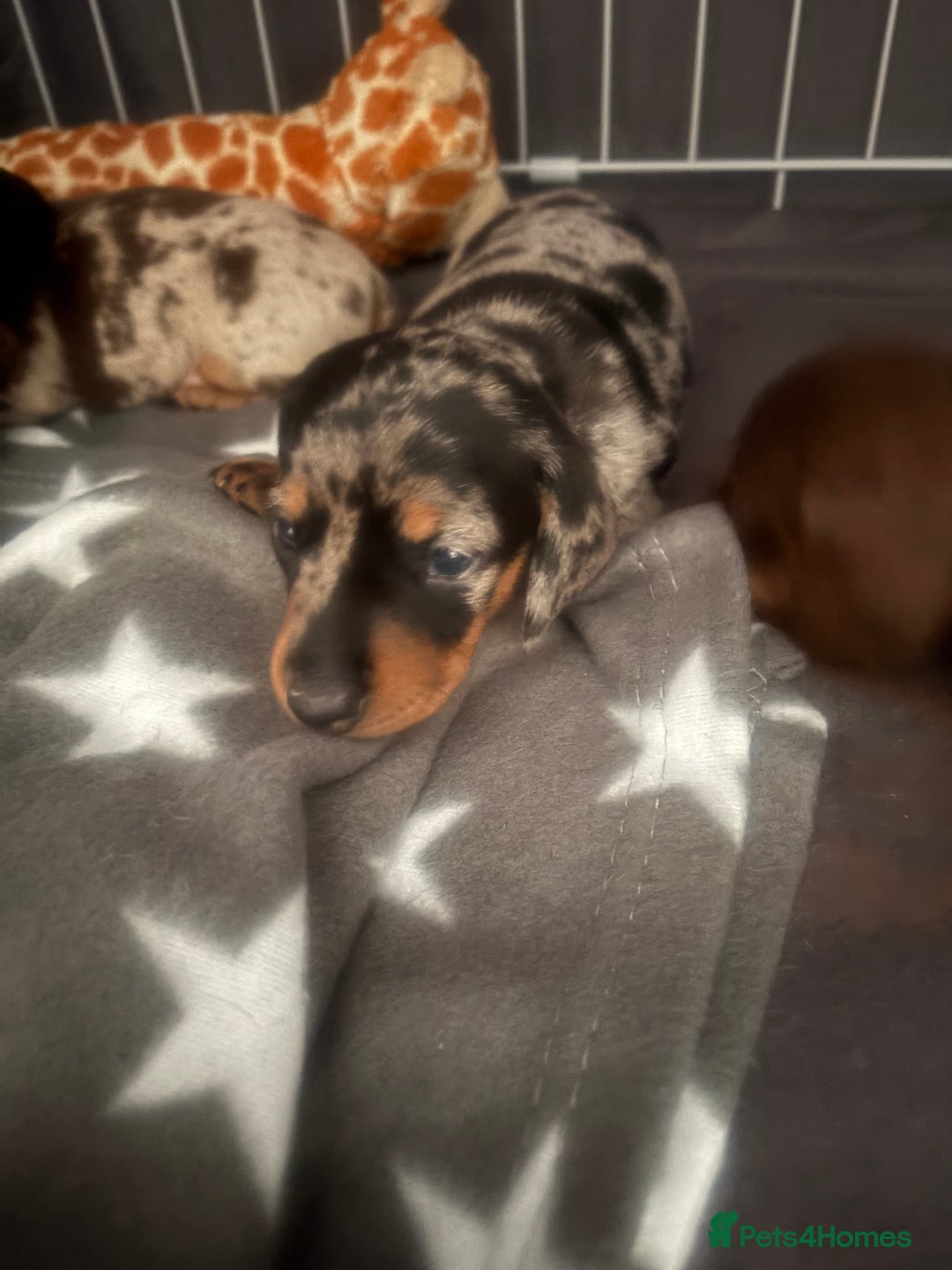 Miniature Dachshund dogs for sale: Venus is a mama to 5! - Image 6