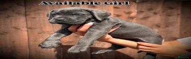 Cane Corso 2