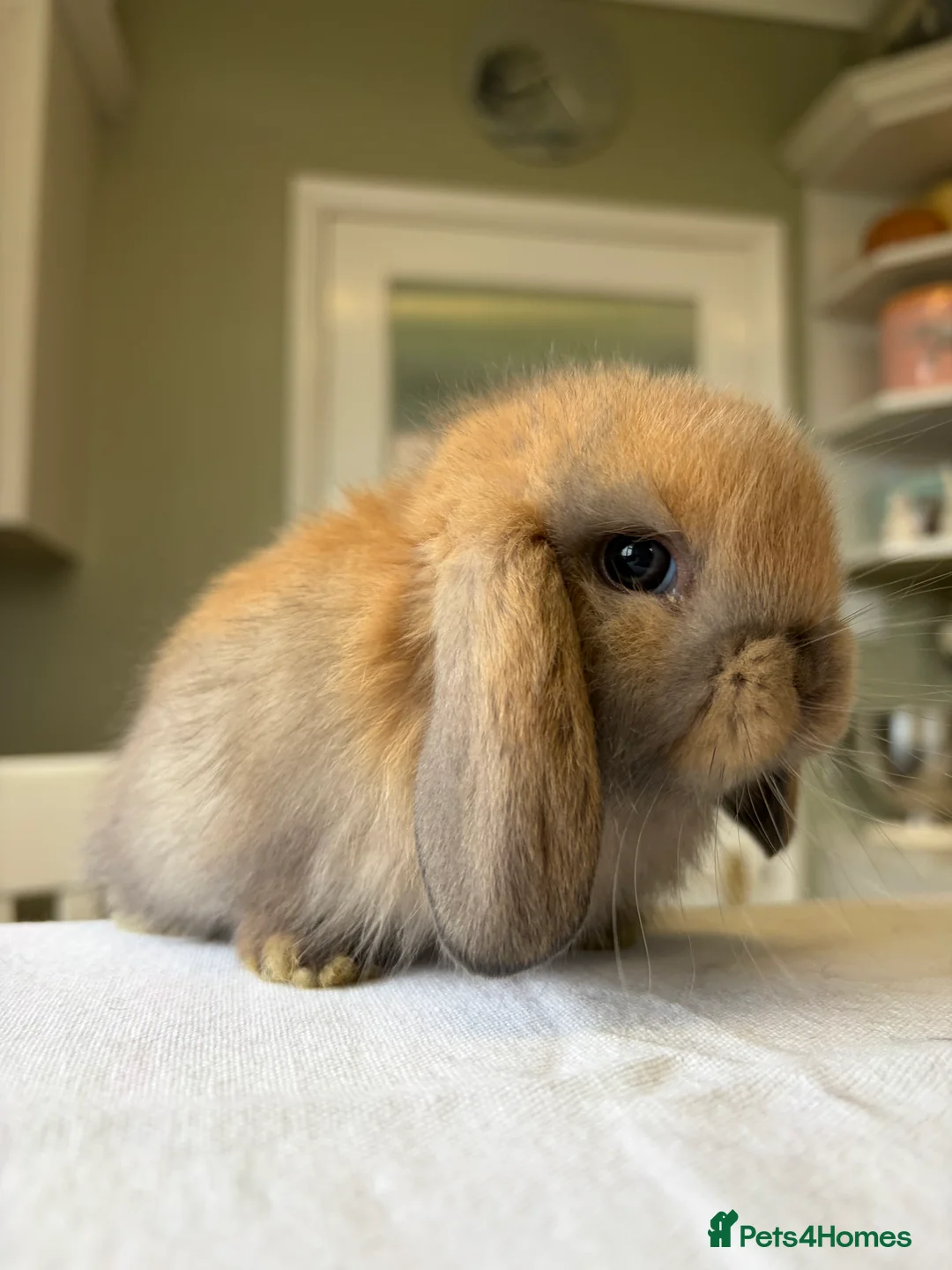 Mini Lop rabbits for sale: Pure Bred Mini Lop Babies For Sale  in Whitstable - Advert 2