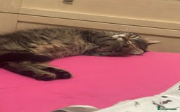 Mixed Breed cats for sale: Cross taby for sale  - Image 7