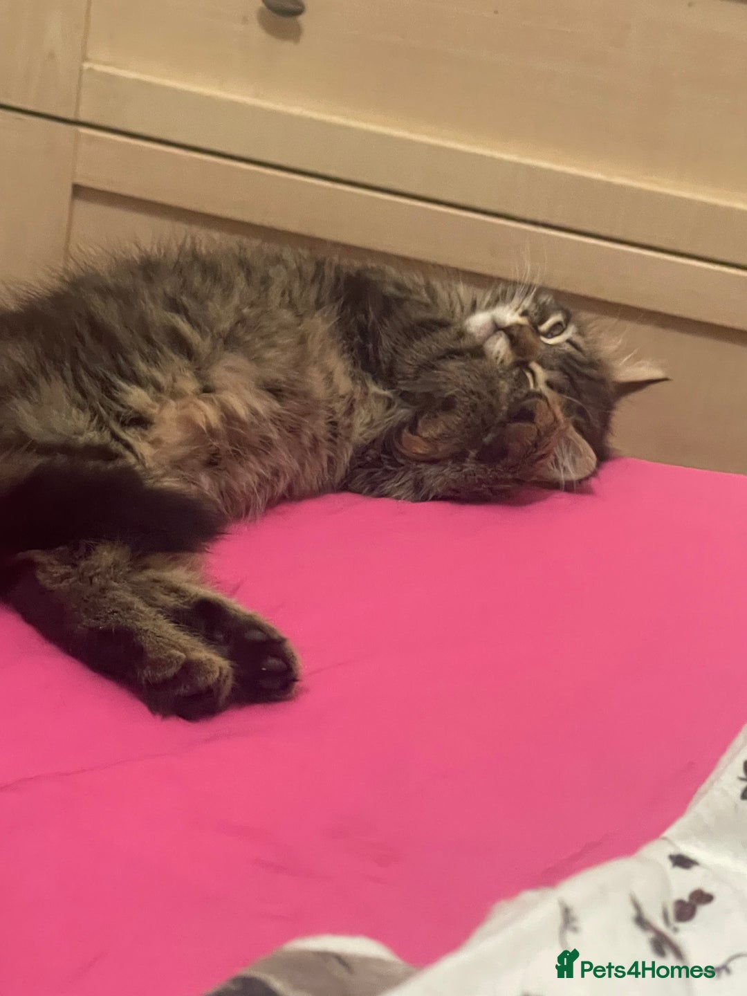 Mixed Breed cats for sale: Cross taby for sale  - Image 7