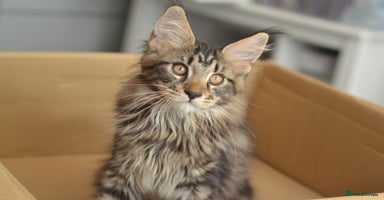 Maine Coon cats - Advert 3
