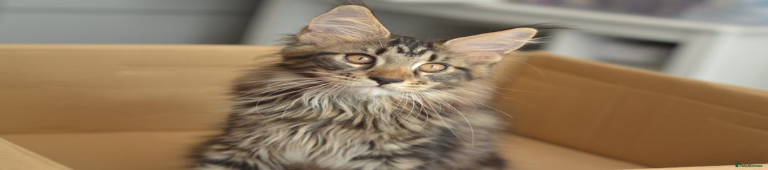Brown/black tabby