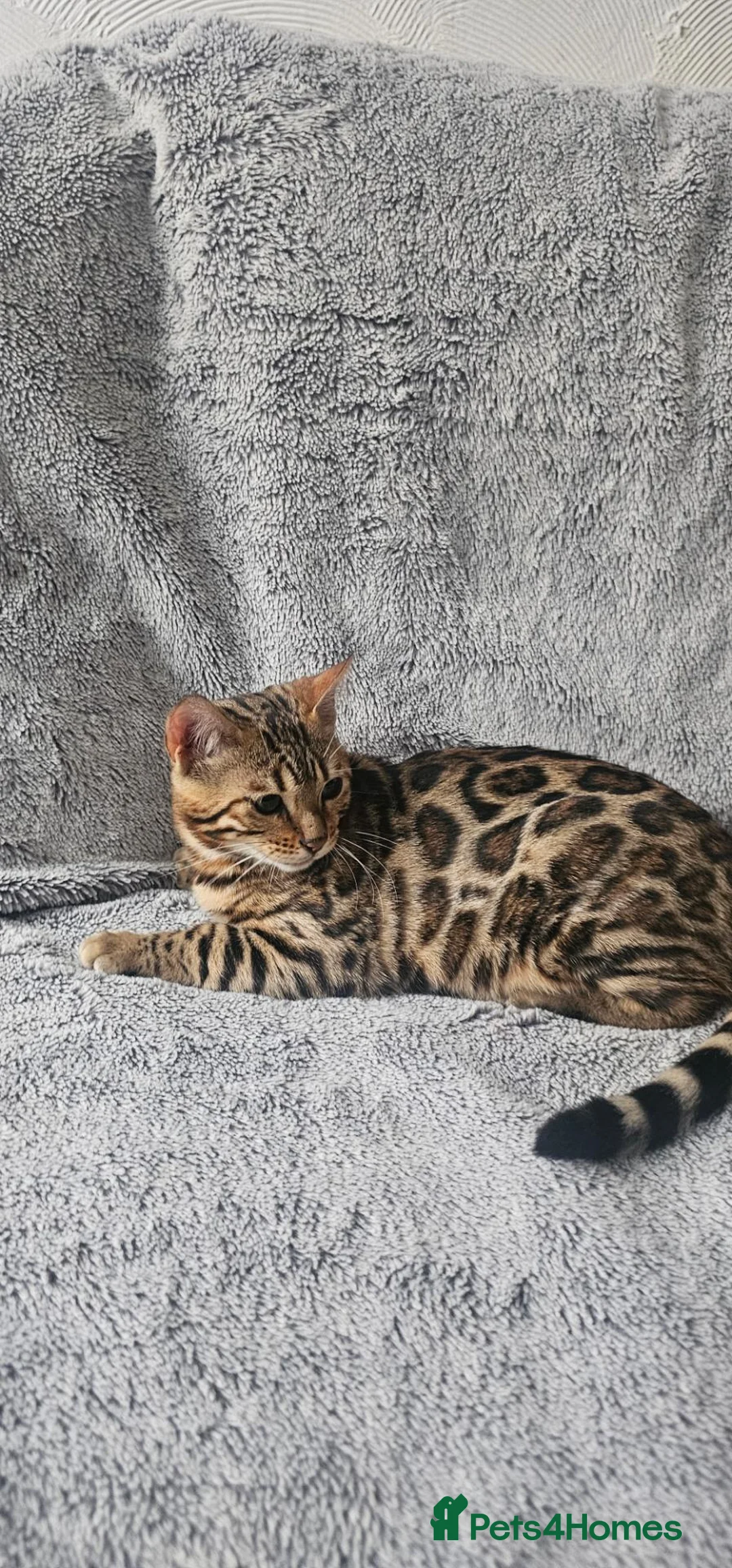 Bengal cats for sale: Bengal kittens - Advert 8