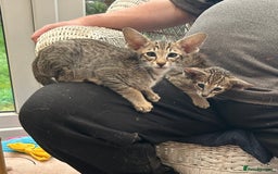 Oriental cats for sale: Gorgeous Black Tabby Male Kitten - Image 4
