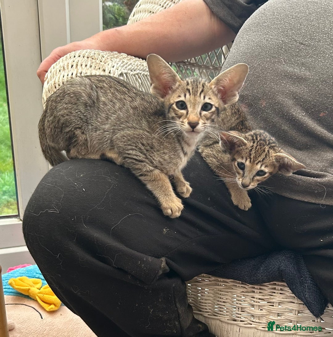 Oriental cats for sale: Gorgeous Black Tabby Male Kitten - Image 4