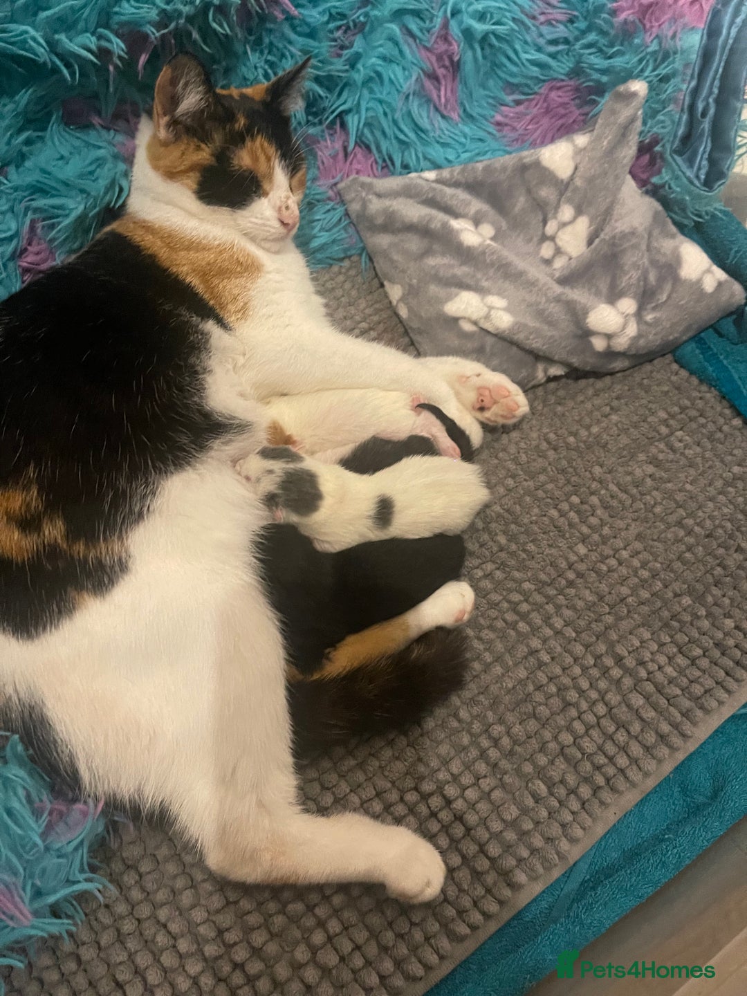 Mixed Breed cats for sale: Kittens for sale Carlisle  - Image 12