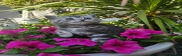 British Shorthair cats for sale: BEAUTUFUL LILAC SILVER TABBY BOY 💙🐈 - Advert 4