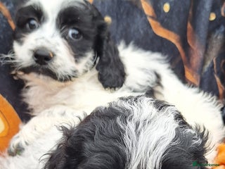 Poochon dogs 2 female poochon girls - Advert 4