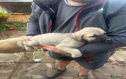 Turkish Kangal dogs for sale: TURKISH KANGAL PUPPIES  - Image 11