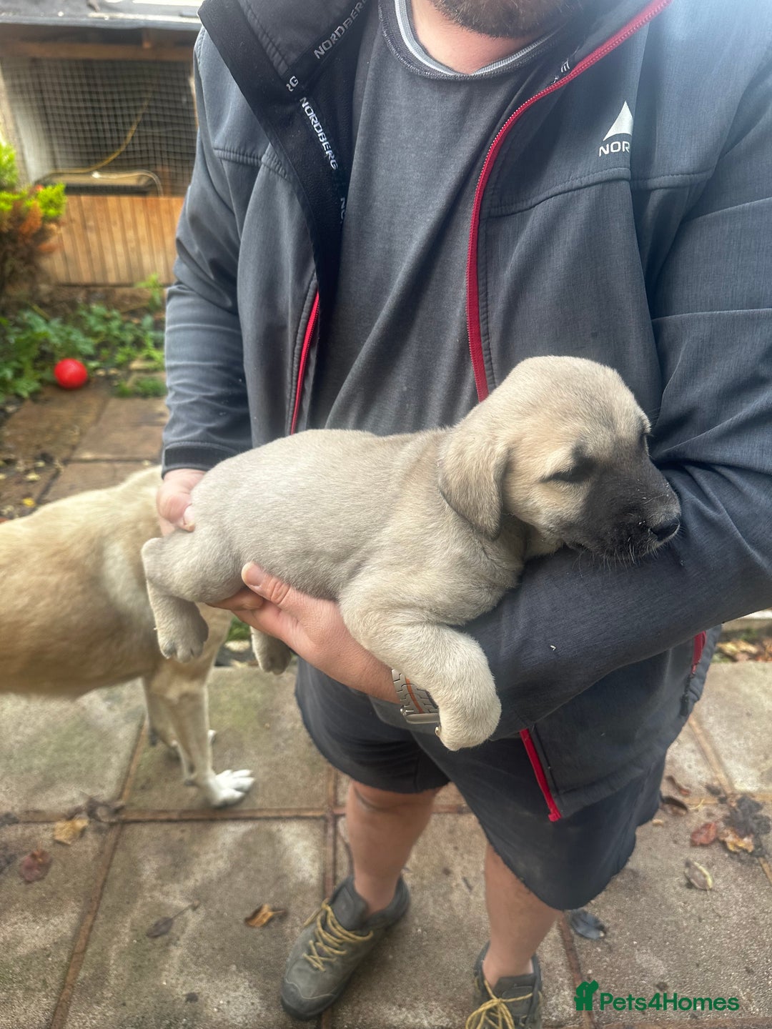 Turkish Kangal dogs for sale: TURKISH KANGAL PUPPIES  - Image 11
