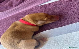 Labrador Retriever dogs for sale: KC Reg ‘Fox Red’ Labrador Retrievers  - Image 30