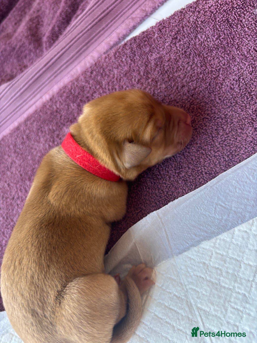 Labrador Retriever dogs for sale: KC Reg ‘Fox Red’ Labrador Retrievers  - Image 30
