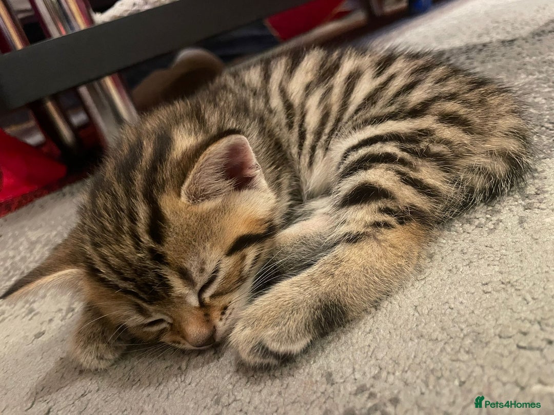 Domestic Shorthair cats for sale: Lovely kittens  - Advert 6