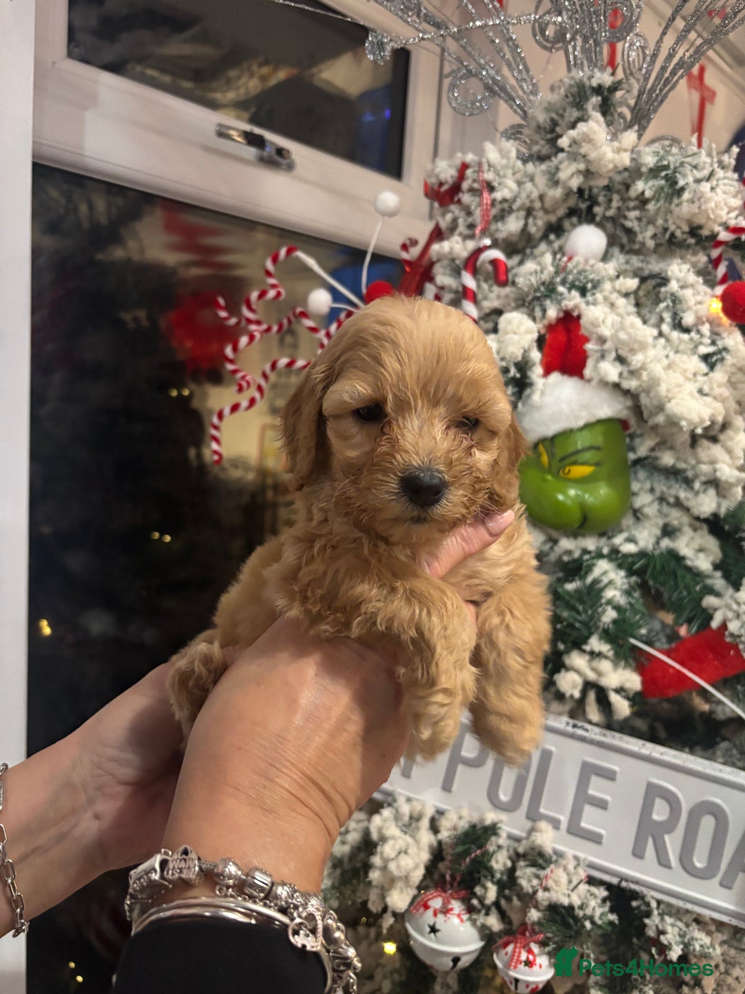 Cockapoo dogs for sale: ⭐️EXTENSIVELY HEALTH TESTED, COCKAPOO F1B GIRL⭐️ - Advert 7