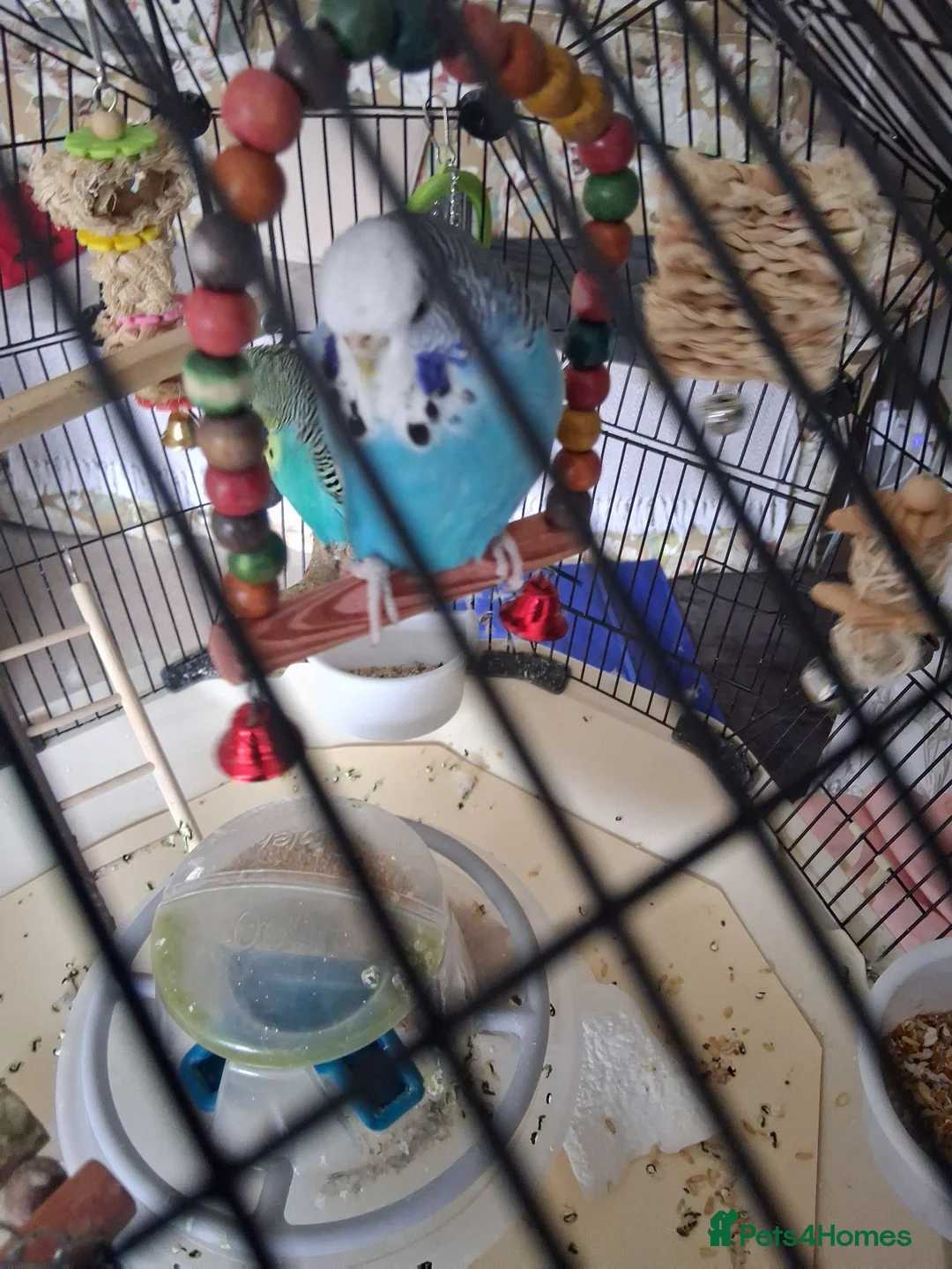 Budgerigars birds for sale: Blue Budgie.  Approx. 18 - 24 months old.  in Derby - Advert 3