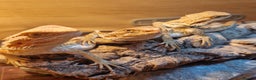 Bearded Dragon reptiles for sale: Beautiful Bearded Dragons - Advert 3