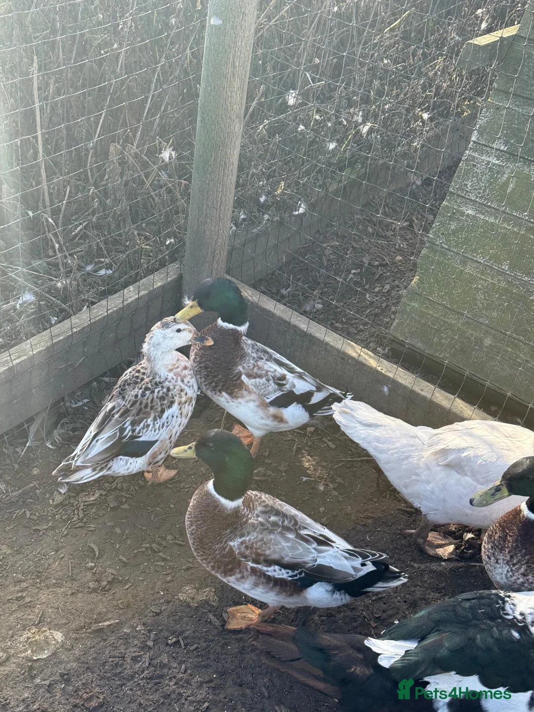 Ducks poultry for sale: Appleyard Ducks - Pair (plus others) - Advert 4