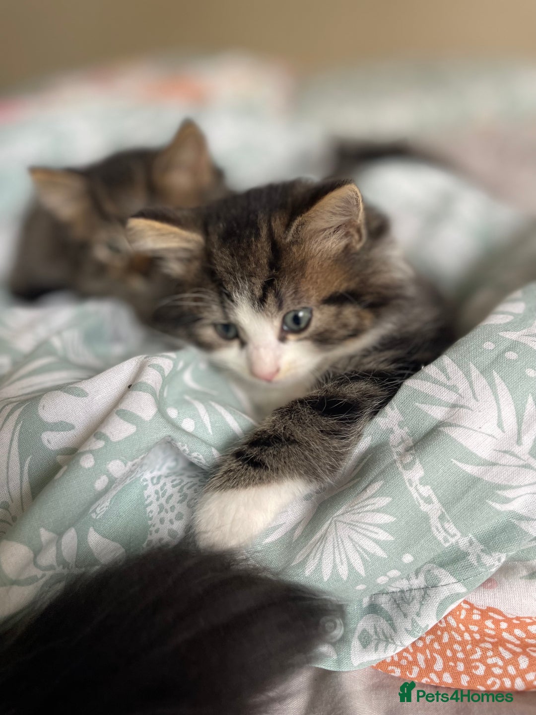 Mixed Breed cats for sale: Beautiful mixed kittens long and shorty hair - Advert 15