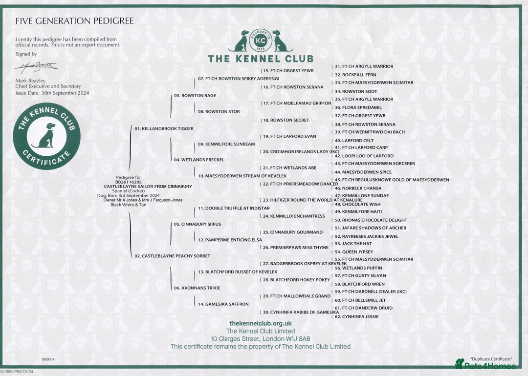 Cocker Spaniel dogs for stud: Black & tan KC Cocker, DNA tested, offered at stud - Advert 5