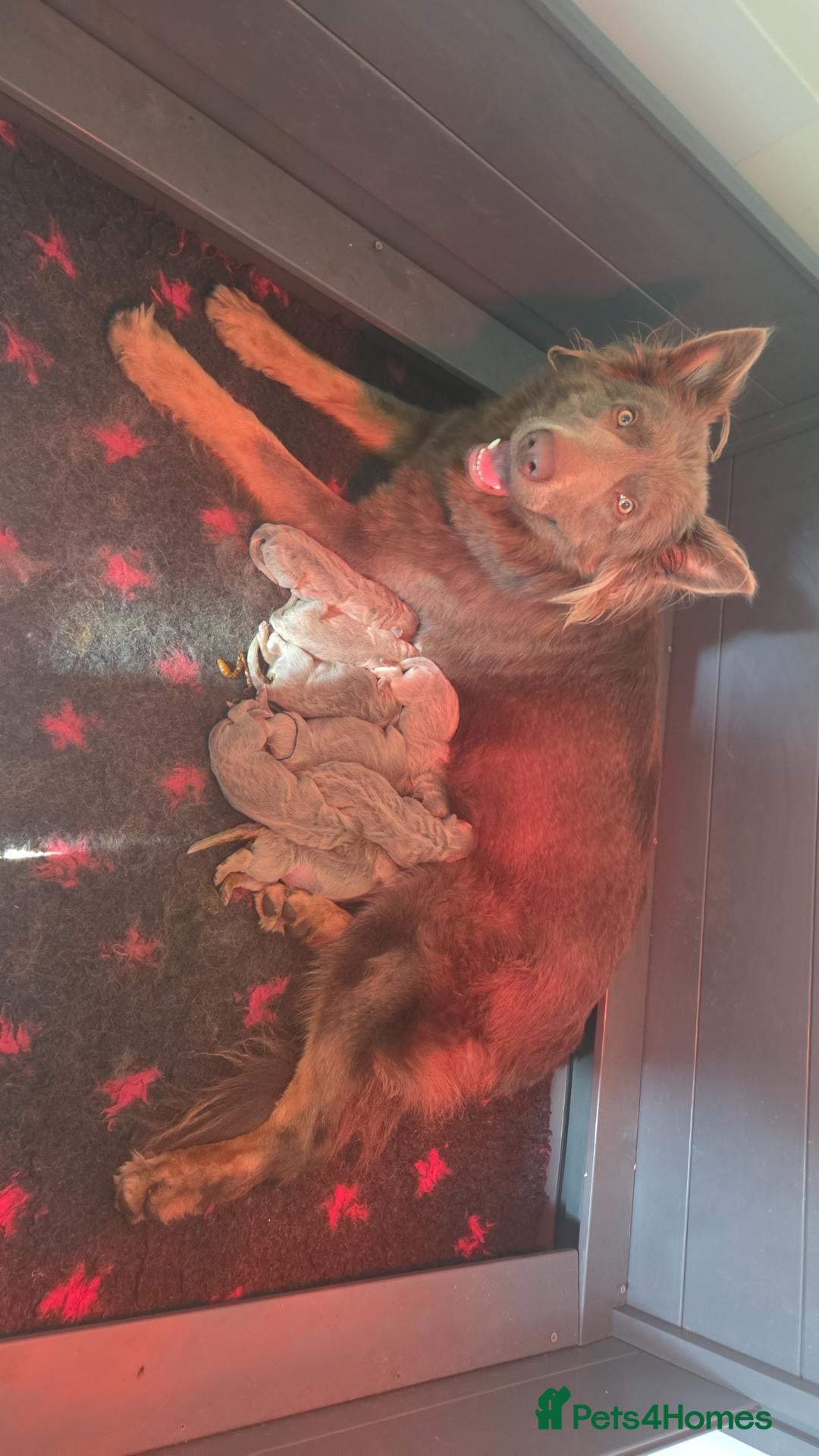 German Shepherd dogs Isabella german shepherd puppies  - Advert 1