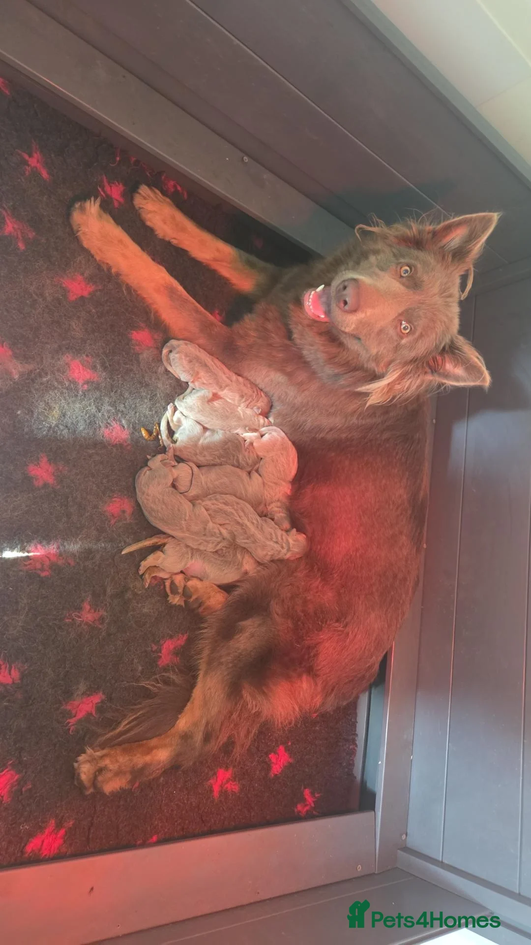 German Shepherd dogs for sale: Isabella german shepherd puppies  - Advert 1
