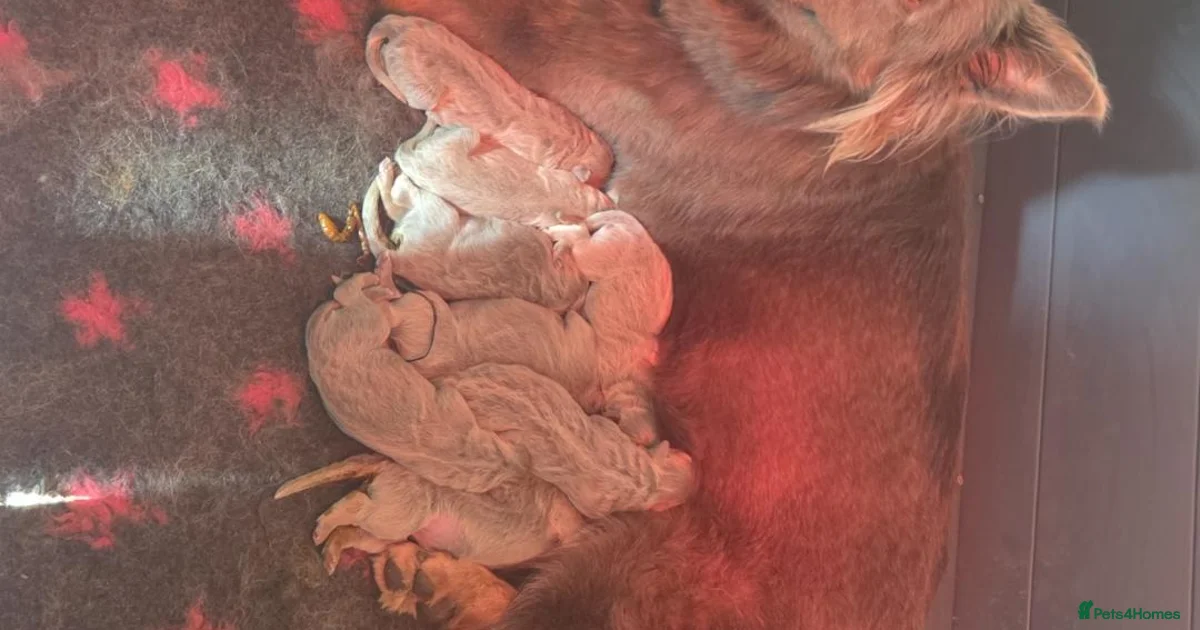 True Prussian Color German Shepherd Puppies for sale in Spalding, Lincolnshire | Pets4Homes
