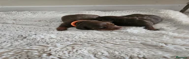 Miniature Dachshund 2