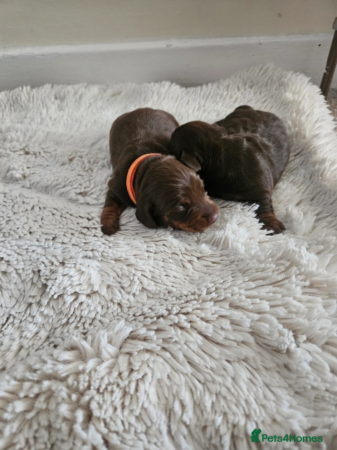 Miniature Dachshund dogs for sale: KC Miniature dachshund  - Advert 2
