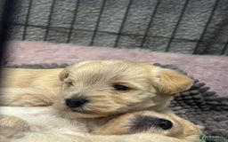 Mixed Breed dogs for sale: Westiepoo Pups For Sale - Image 2
