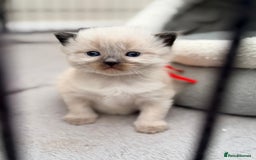 Ragdoll cats for sale: 3 stunning chunky ragdoll girls  - Advert 2