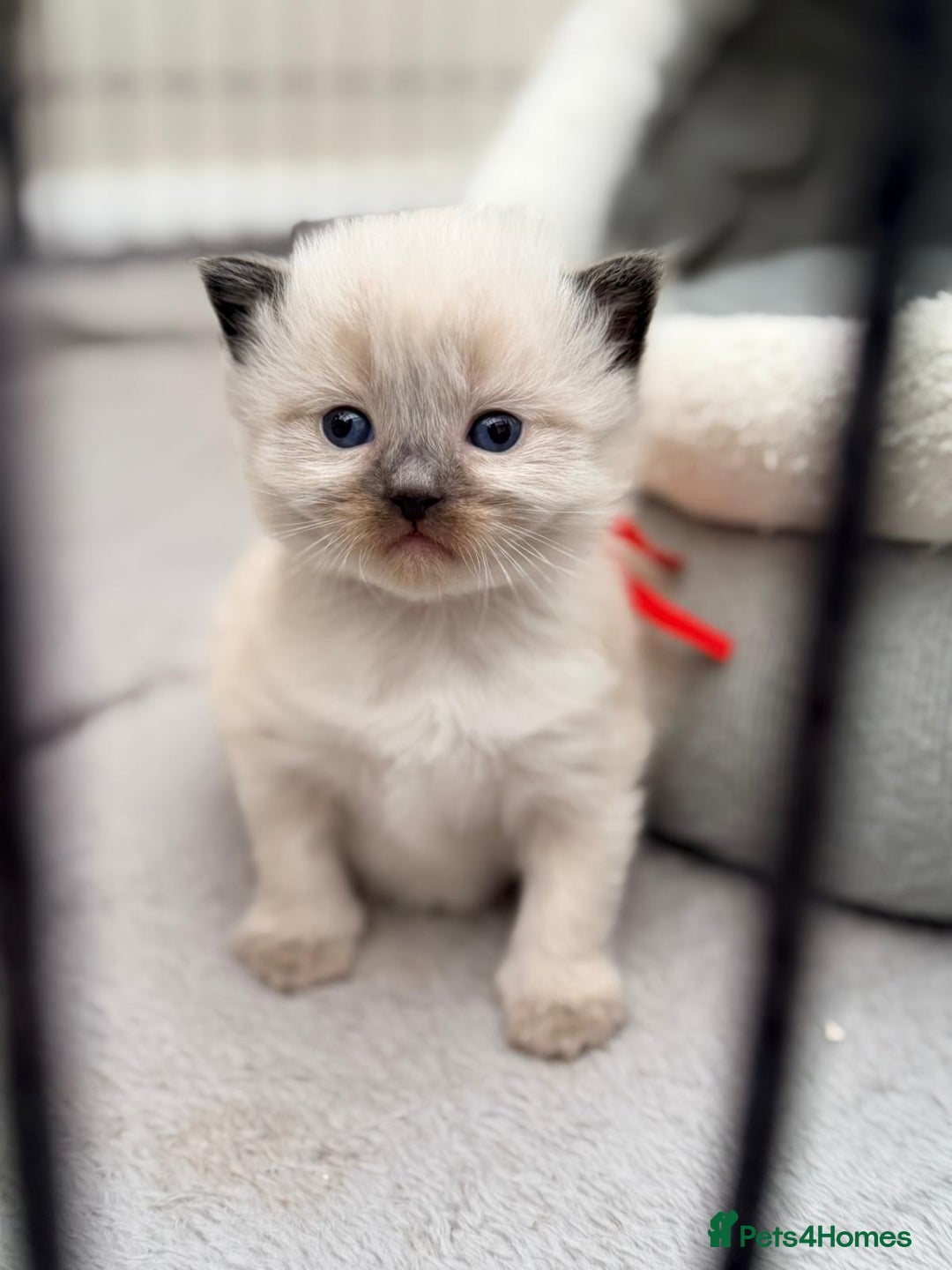 Ragdoll cats for sale: 3 stunning chunky ragdoll girls  - Advert 2