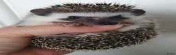 Pygmy Hedgehog rodents for sale: Full pedigree African pygmy hedgehog babies  - Advert 3