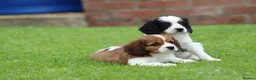Cavapoo dogs for sale: Beautiful Cavapoo puppies for sale - Advert 9